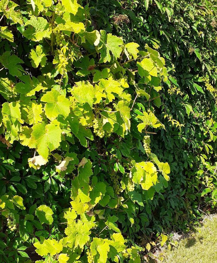 Haramara Konuk evi Vester-Skerninge Dış mekan fotoğraf